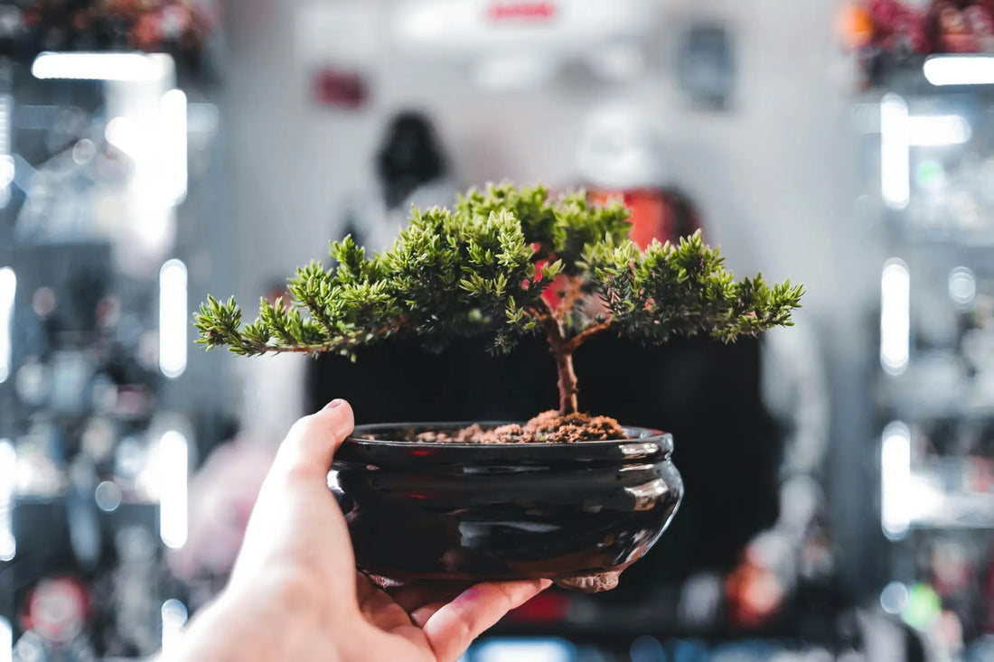 Häufige Bonsai-Probleme erkennen und lösen einfach umsetzen mit Bonsai gelbe Blätter