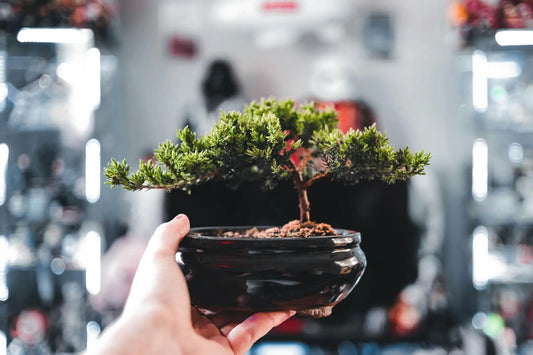 Häufige Bonsai-Probleme erkennen und lösen einfach umsetzen mit Bonsai gelbe Blätter