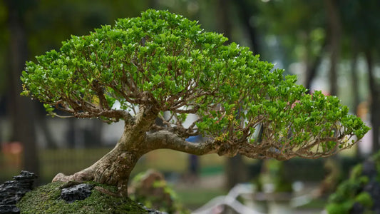 Bonsai Pflege für Anfänger einfach umsetzen mit Bonsai Pflege Anfänger
