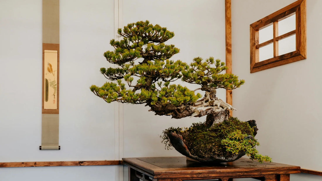 Indoor-Bonsai vs. Outdoor-Bonsai einfach umsetzen mit Indoor Bonsai
