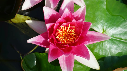 So gelingt dir die exotische Wasserblume
