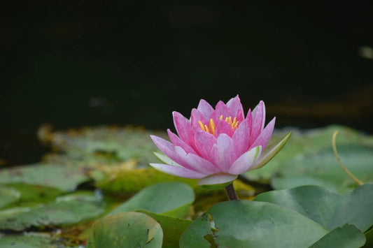 Pflege der Lotusblume in Vase und Miniteich einfach umsetzen mit Lotusblume Pflege