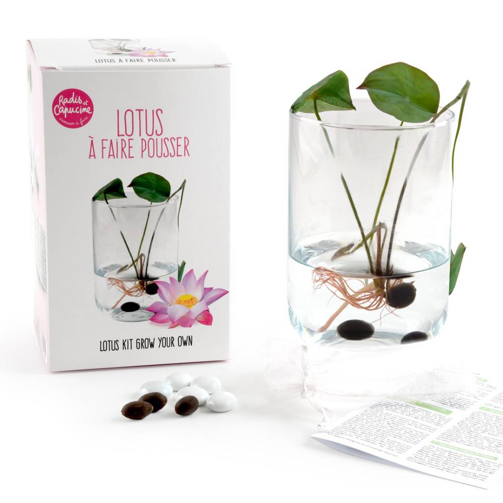 Lotus Anpflanzset mit Glasvase, Anleitung und Samen – Lotus selber ziehen als Deko oder Geschenkidee