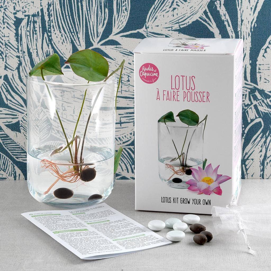 Lotus Anzuchtset mit schöner Verpackung, Samen und Anleitung – DIY Geschenk mit Stil