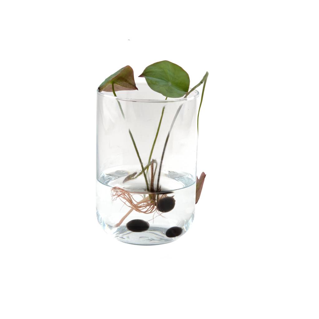 Junges Lotusgewächs im Glas mit sichtbaren Wurzeln – Lotus aus Samen selbst gezogen