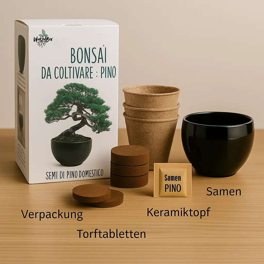 Inhalt vom Wurzelbox Bonsai Anzuchtset Kiefer: Starter Set mit Keramiktopf, Anzuchttöpfen, Samen und Anleitung – Bonsai für Anfänger kaufen