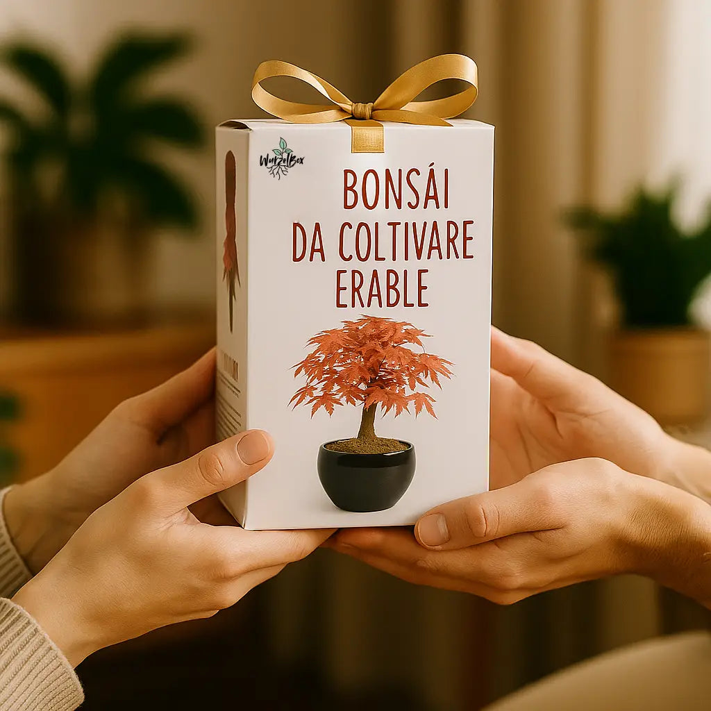 Bonsai Starter Set Roter Ahorn als Geschenk – Wurzelbox Bonsai Anzuchtset, ideale Geschenkidee für Pflanzenliebhaber