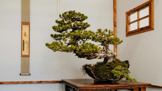 Indoor-Bonsai vs. Outdoor-Bonsai einfach umsetzen mit Indoor Bonsai