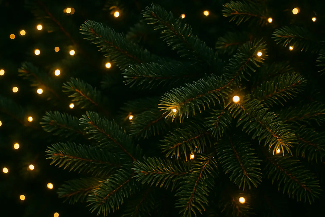 Nachhaltig feiern – Warum ein selbst gezogener Weihnachtsbaum die schönste Alternative ist einfach umsetzen mit nachhaltiger Weihnachtsbaum