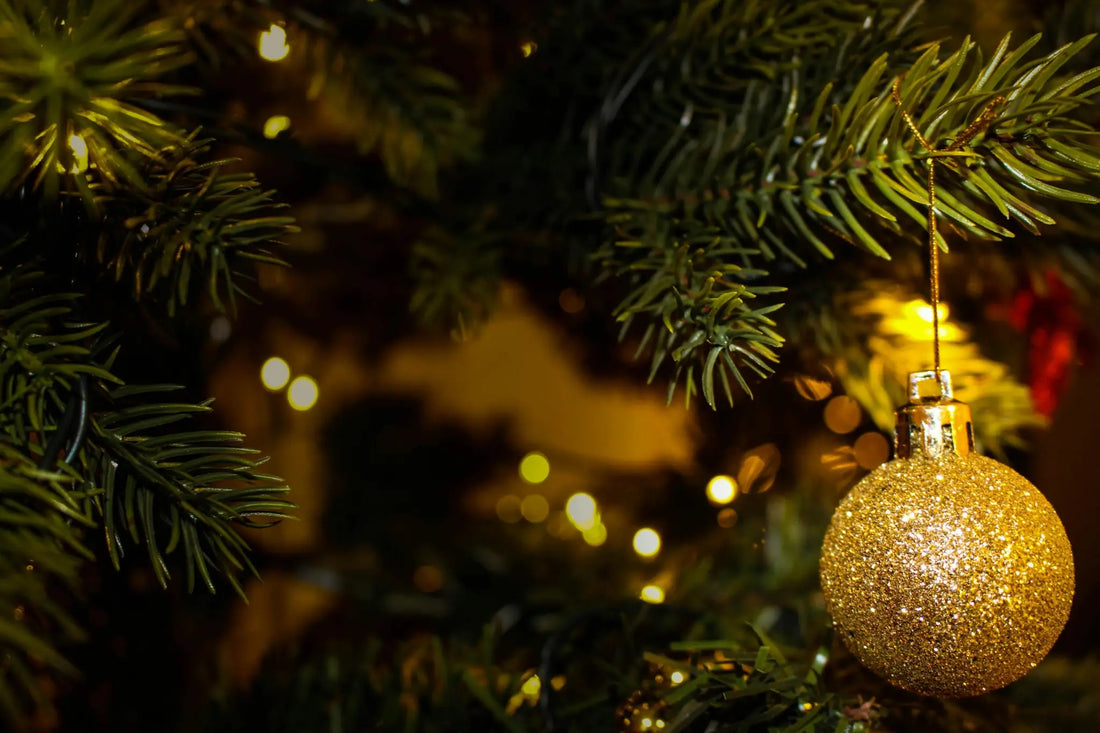 Weihnachtsbaum Anzucht & Pflege einfach umsetzen mit Weihnachtsbaum Pflege Anfänger