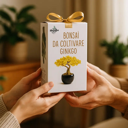 Bonsai Starter Set Ginkgo als Geschenk – Wurzelbox Bonsai Anzuchtset für Anfänger, dekorativ verpackt mit Schleife