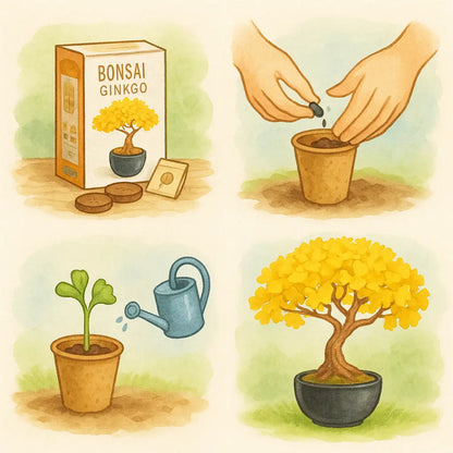 Illustration vom Bonsai Starter Set Ginkgo – Bonsai Anzuchtset für Anfänger mit Anleitung vom Samen bis zum fertigen Bonsai