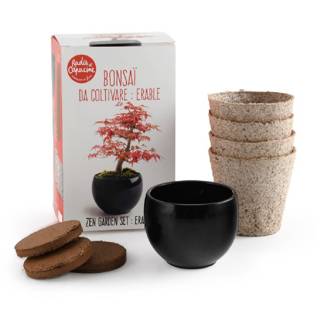 Bonsai Anzuchtset von Wurzelbox mit japanischem Ahorn, Erde, Töpfen und Anleitung – ideal als Geschenk