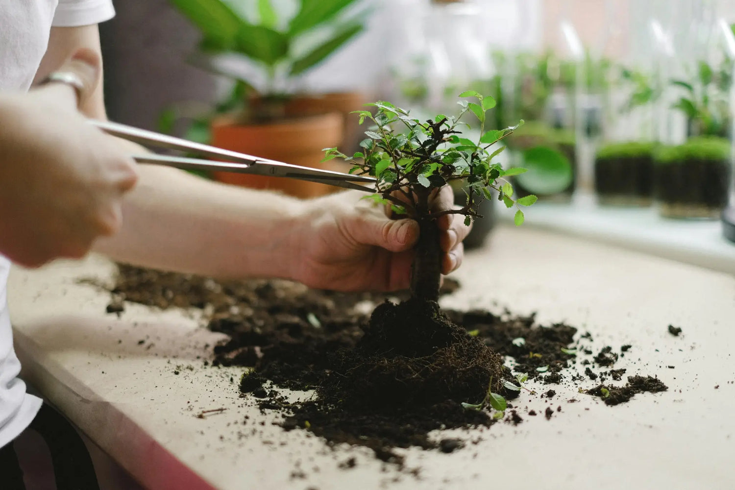 Häufige Bonsai-Probleme richtig machen – Anleitung mit Bonsai-Anzuchtset