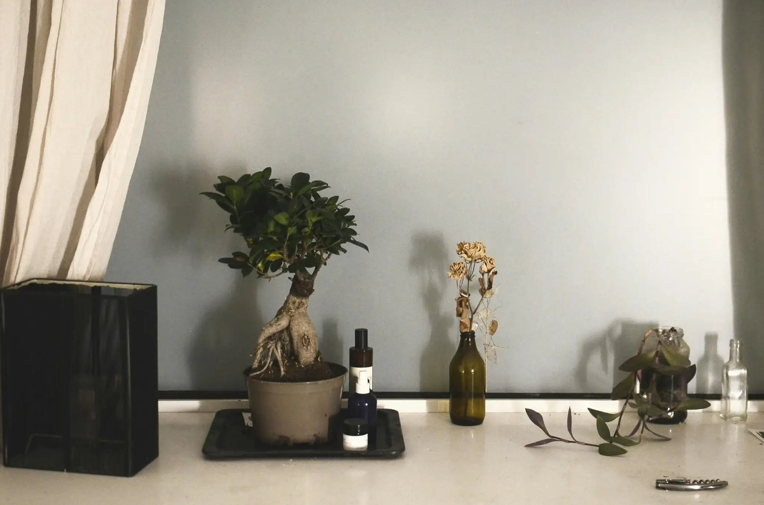 Häufige Bonsai-Probleme als DIY-Geschenk oder Wohlfühlmoment