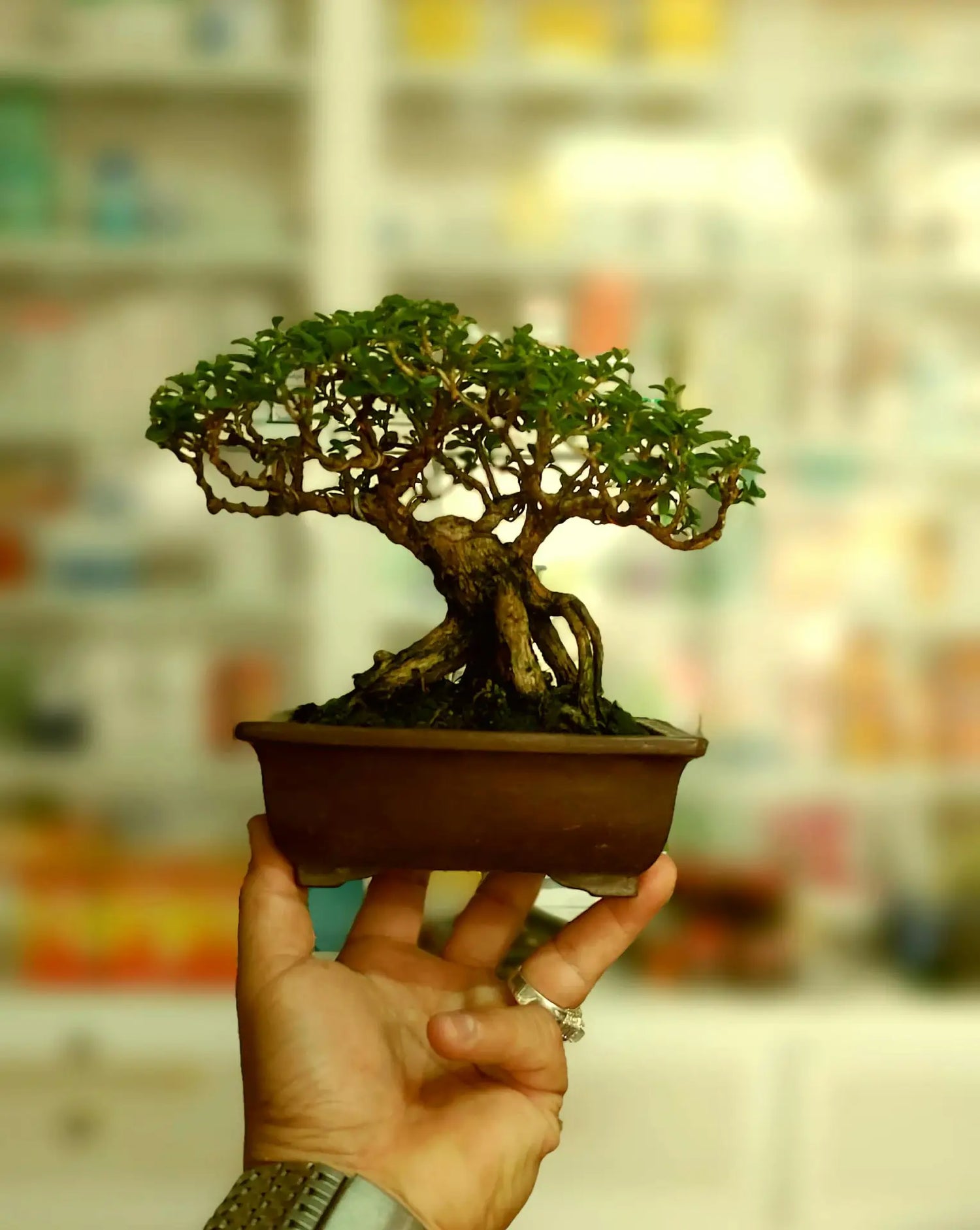 Bonsai Pflege Grundlagen richtig machen – Anleitung mit Bonsai-Anzuchtset