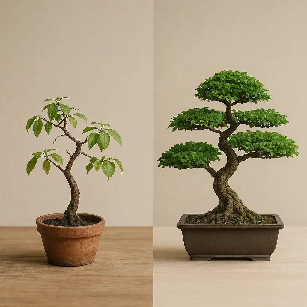 Fehler bei Bonsai Pflege vermeiden – Hilfe bei Bonsai Standort