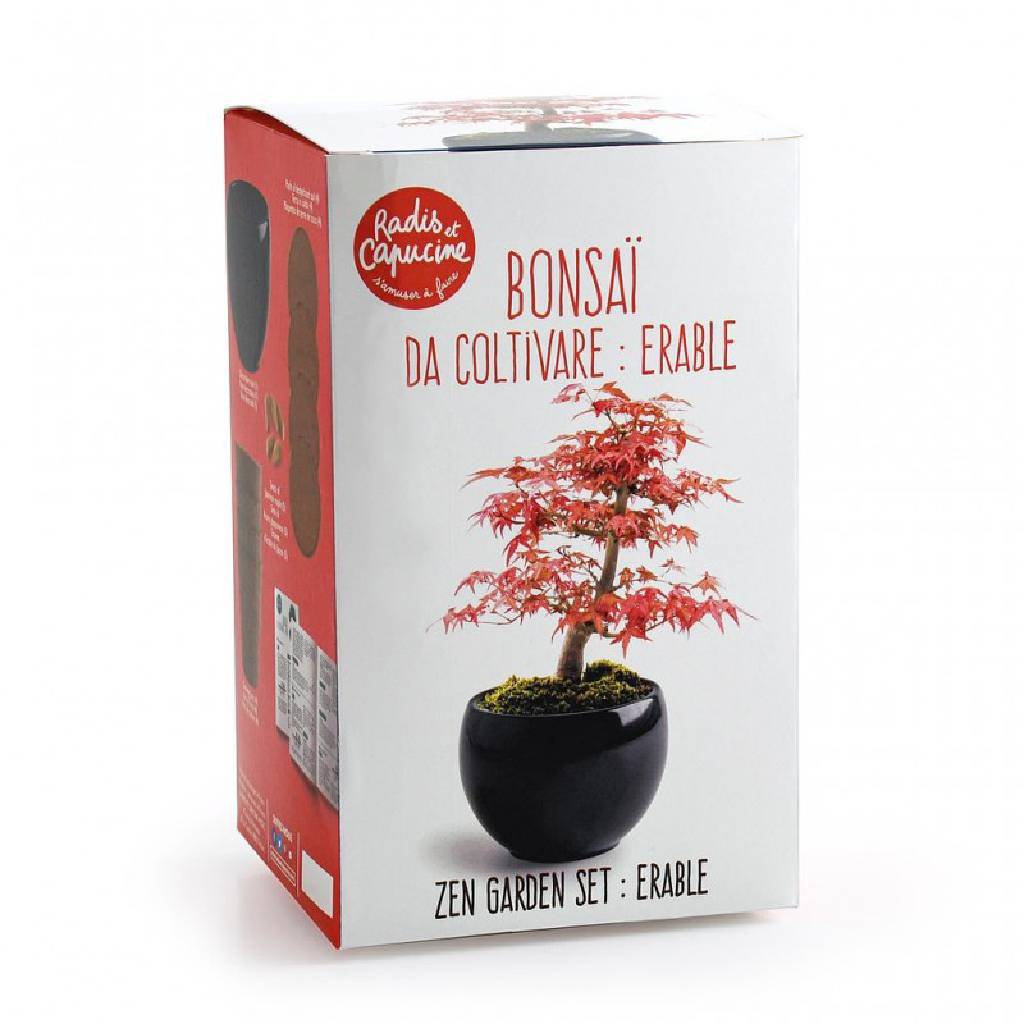 Verpackung des Bonsai Geschenksets von Wurzelbox – roter Ahornbaum zum Selbstziehen im Zen-Stil