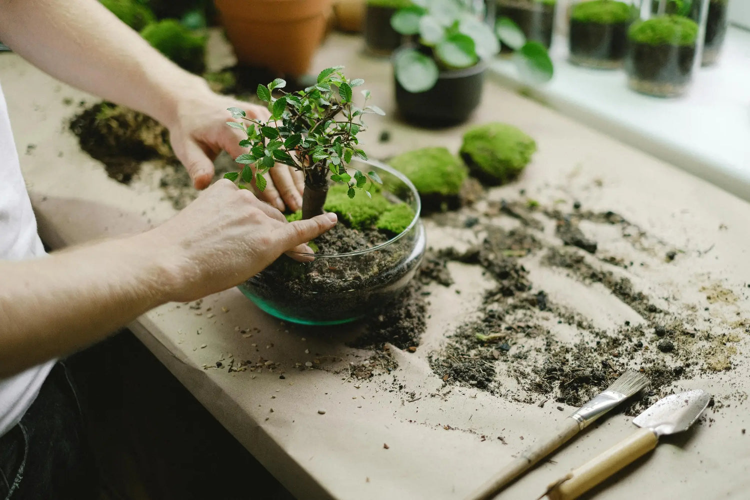 Indoor-Bonsai vs. Outdoor-Bonsai richtig machen – Anleitung mit Bonsai-Anzuchtset