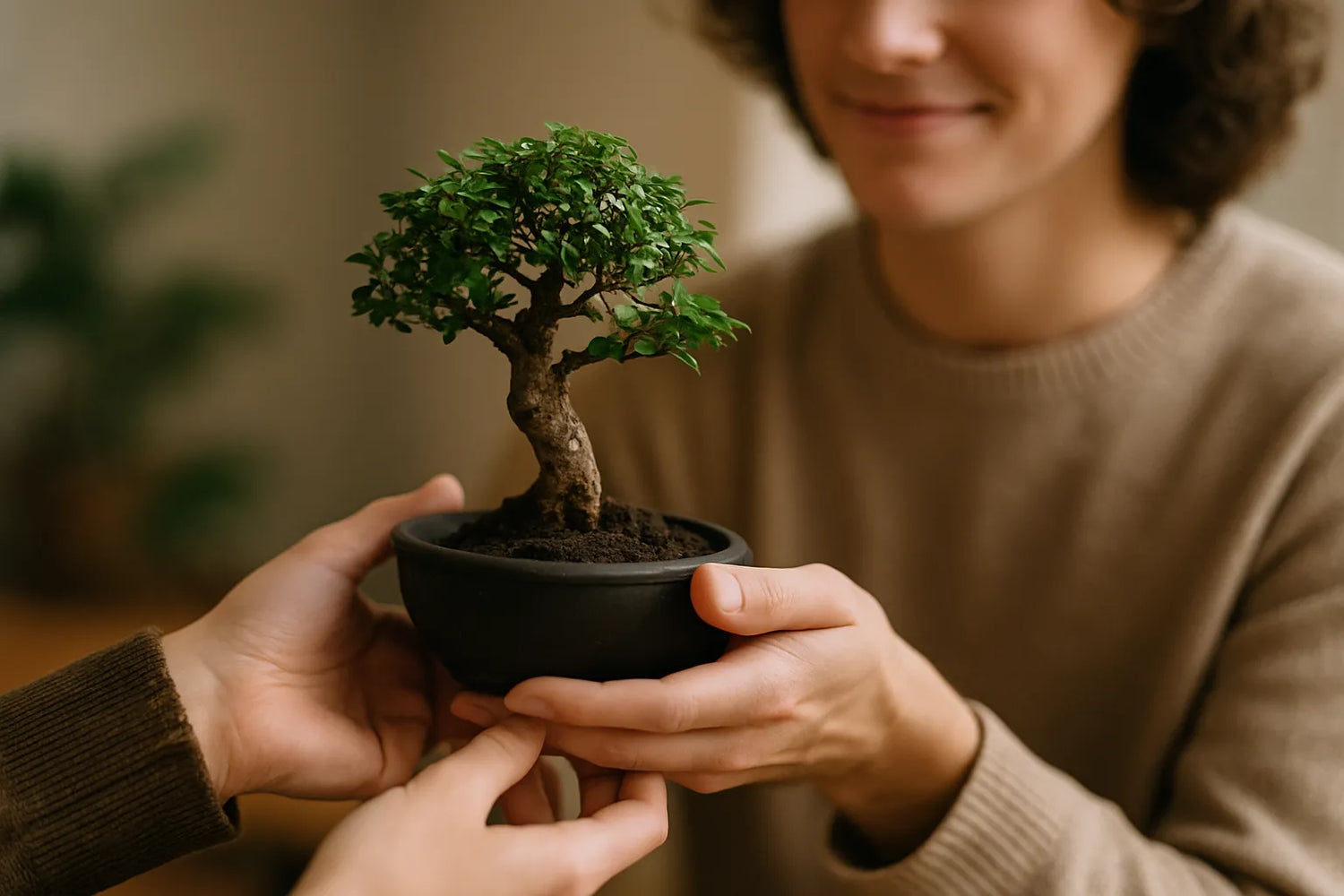 Indoor-Bonsai vs. Outdoor-Bonsai als DIY-Geschenk oder Wohlfühlmoment