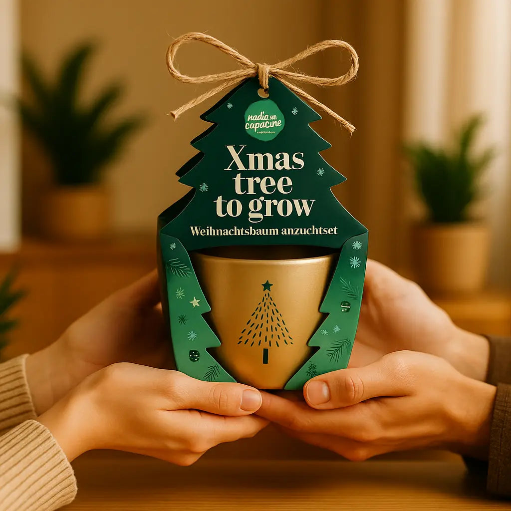 Weihnachtsbaum Anzucht als DIY-Geschenk oder Wohlfühlmoment